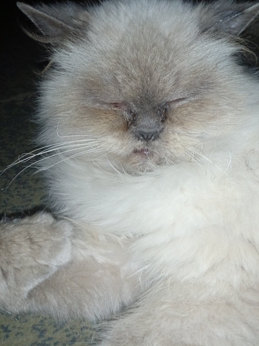 aboodaljbour16's tweet photo. Lucy eats dry bread just to quiet her hunger.. Her food is gone, and her eyes beg for help 💔😿 I don’t want her to feel hunger instead of love. Please donate to give her a warm meal! Every bit helps 🙏 #HelpLucy
https://t.co/FSeXVAuiJU https://t.co/oYpct3lqmM