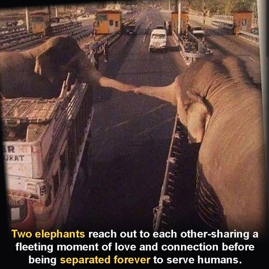 Ellie CG tweet media