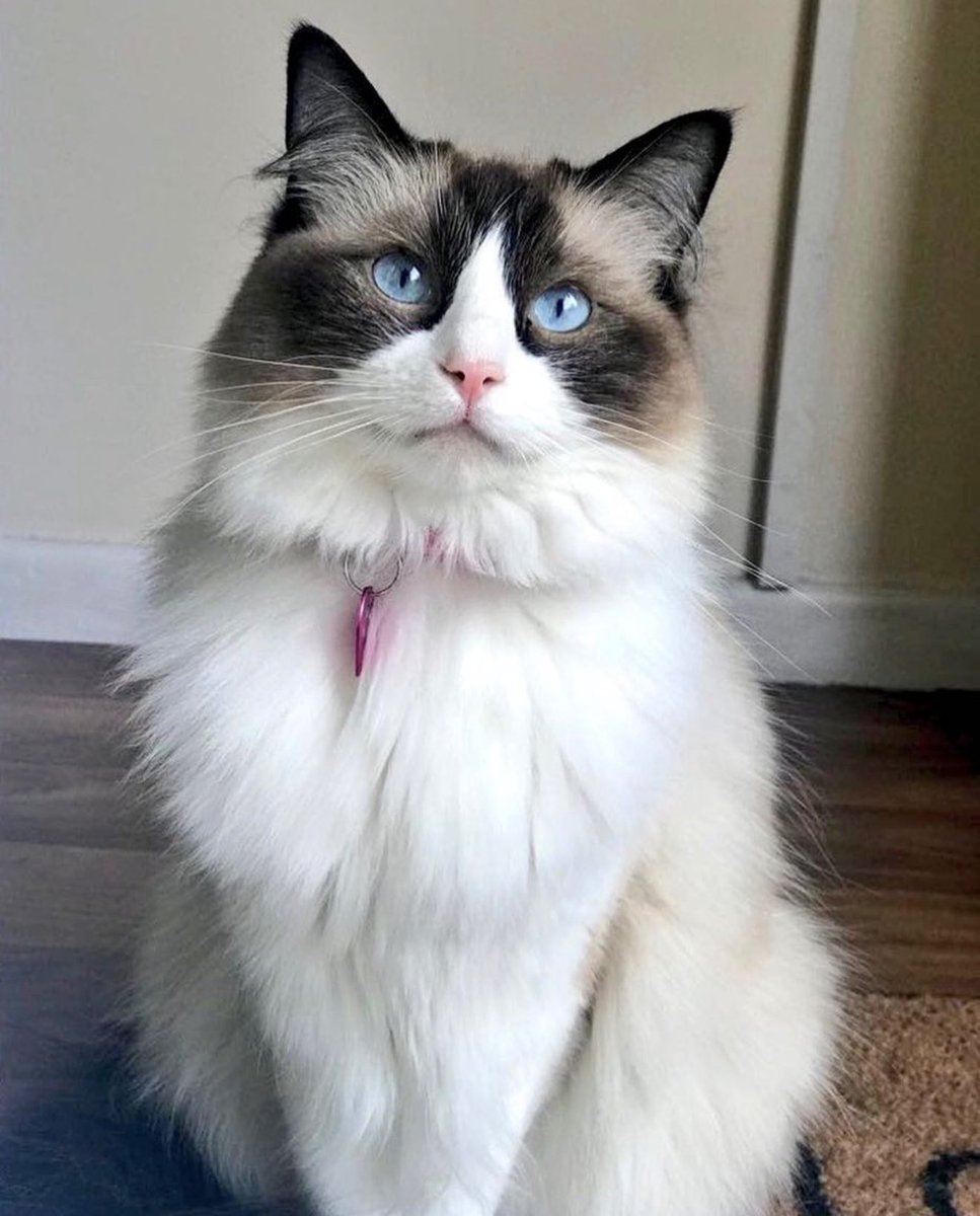 It’s been a while, but today is a special day. It’s my 10th birthday so I’m making an appearance. 💜🎁🎂 #birthdaygirl