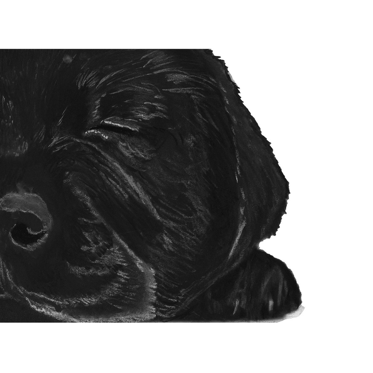 OscarJetson's tweet photo. Black Labrador Charcoal Puppy Print Labrador Retriever Wall Art, Dog Memorial,  Lab Mum Picture Gift Choice of Sizes Hand Signed https://t.co/xqS07XQTPx #DogFishArtCo #Etsy #LabradorRetreiver https://t.co/5ebW0BuxsQ