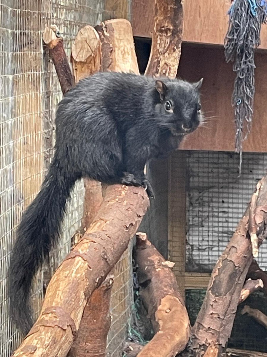 AllumPaul's tweet photo. Midnight 🖤🐿️🐿️🐿️🐿️ https://t.co/Loxtlz59Z1 https://t.co/I9nIgkh2AR