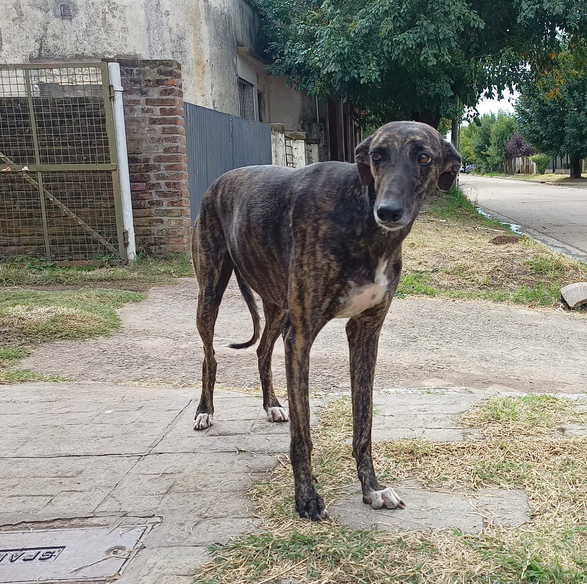 NECESITO TRANSITO URGENTE POR FAVOR!! Apareció esta galga preñada 
Por favor necesito un lugar para ella, nos hacemos cargo de todos los gastos
Por favor no puede tener sus bebés en la calle 😞
Me dejan un dm acá, zona CABA y GBA
RT por favor es urgente ‼️