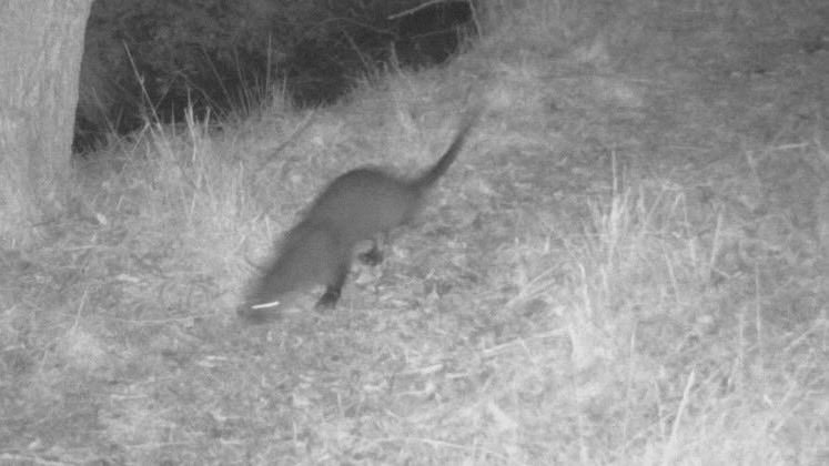 Caught on the camera trap last night - it’s the first time we have recorded an #otter here! ⁦<a href="/NFFNUK/">Nature Friendly Farming Network</a>⁩ ⁦<a href="/SWTWildFarms/">SWT Farm Wildlife Advice</a>⁩ ⁦<a href="/NENorfolkSufflk/">Natural England Norfolk and Suffolk</a>⁩ ⁦<a href="/RSPBMinsmere/">RSPB Minsmere 🌍</a>⁩ #farmwildlife