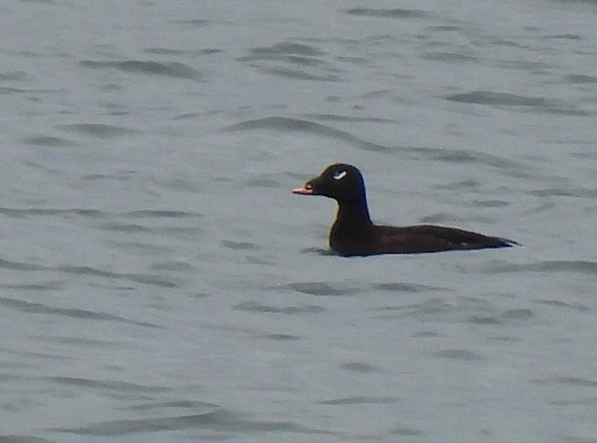 KGbirder (@kgbirder) on Twitter photo Both the drake White-winged Scoter still off Gullane Point this am (one to west, one to east). Also the 2cy White-billed Diver off the west end of Aberlady beach early pm (& 2 Black-throated Divers & 1 Great Northern) <a href="/birdinglothian/">Birding Lothian</a> Both the drake White-winged Scoter still off Gullane Point this am (one to west, one to east). Also the 2cy White-billed Diver off the west end of Aberlady beach early pm (& 2 Black-throated Divers & 1 Great Northern) <a href="/birdinglothian/">Birding Lothian</a>