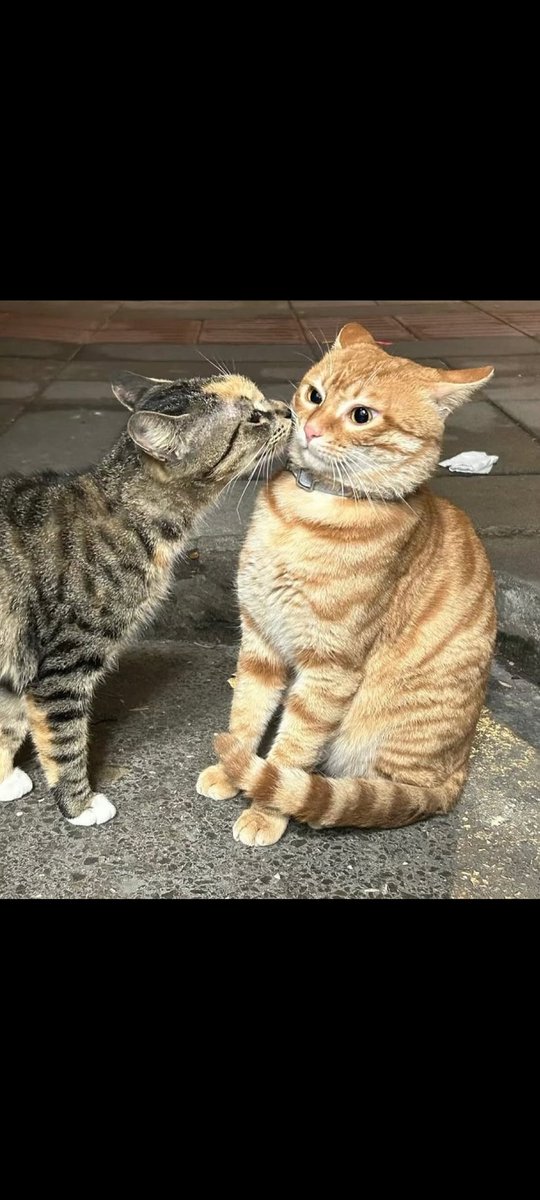 Dailymeoww1's tweet photo. First kiss and awesome reaction ππ»
#CatsOfX #CatsAreFamily #kittyx #KissDay #LaCasaDeLosFamososCol #LingOrm #BBMzmansi #Grok #petsfirst https://t.co/xH9zA14slZ