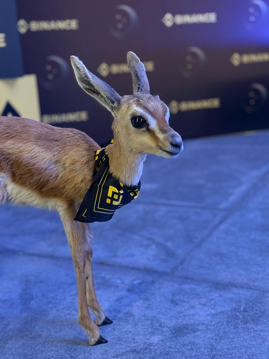 Bayan Alsayed tweet media