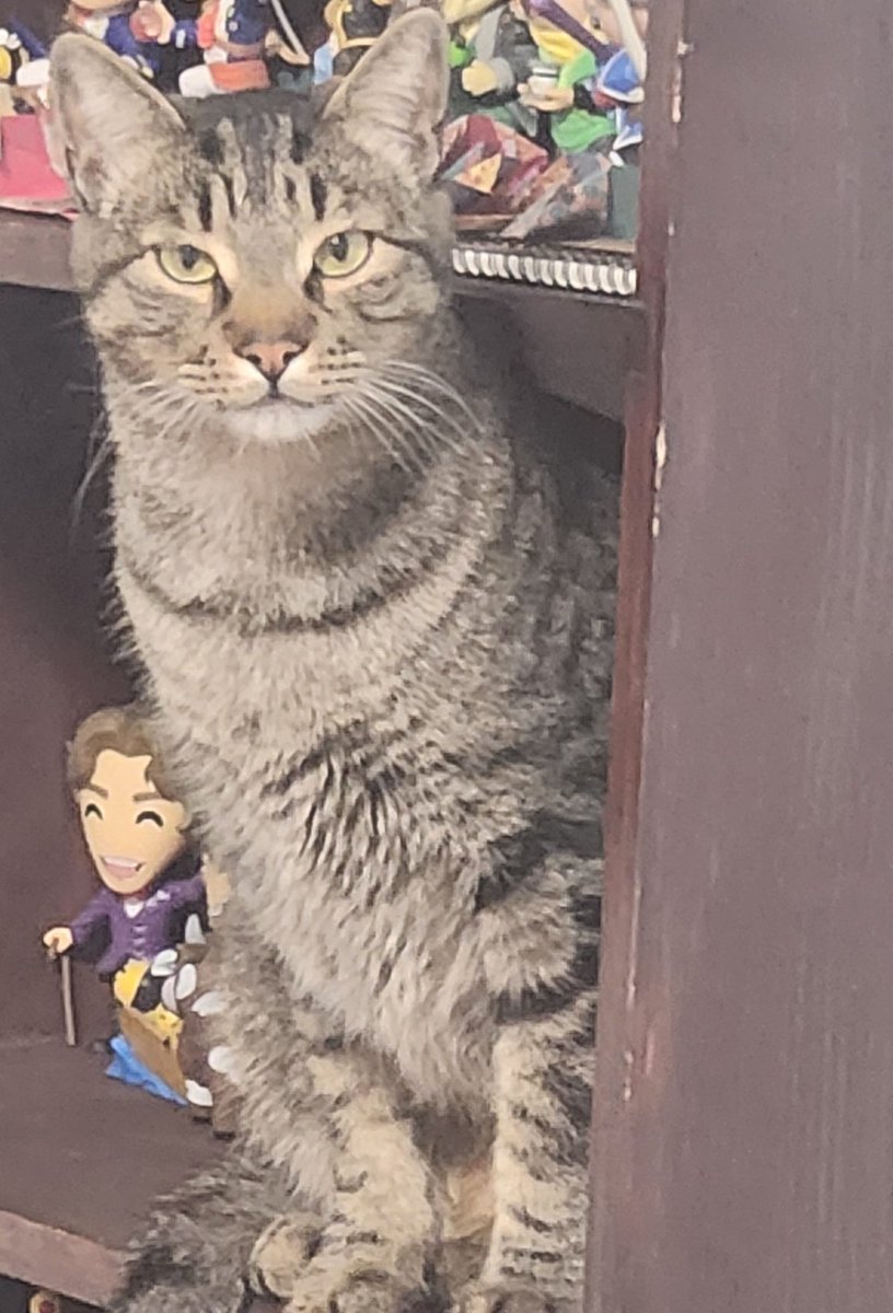 FearlessDabaker's tweet photo. #modcast He knows the Youtooz shelves are off limits https://t.co/oMQhM8VPon