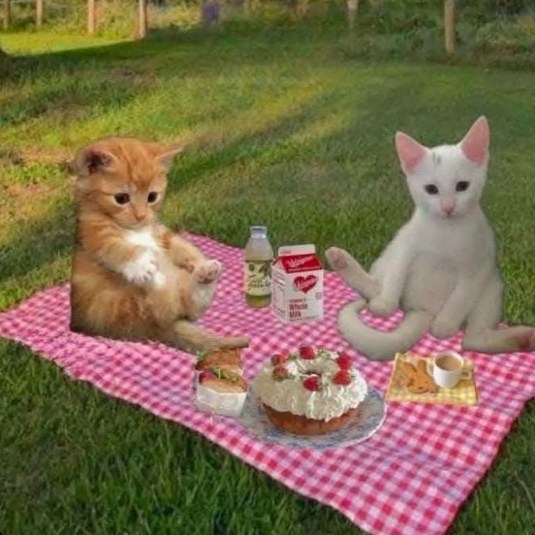 smol silly cat tweet media