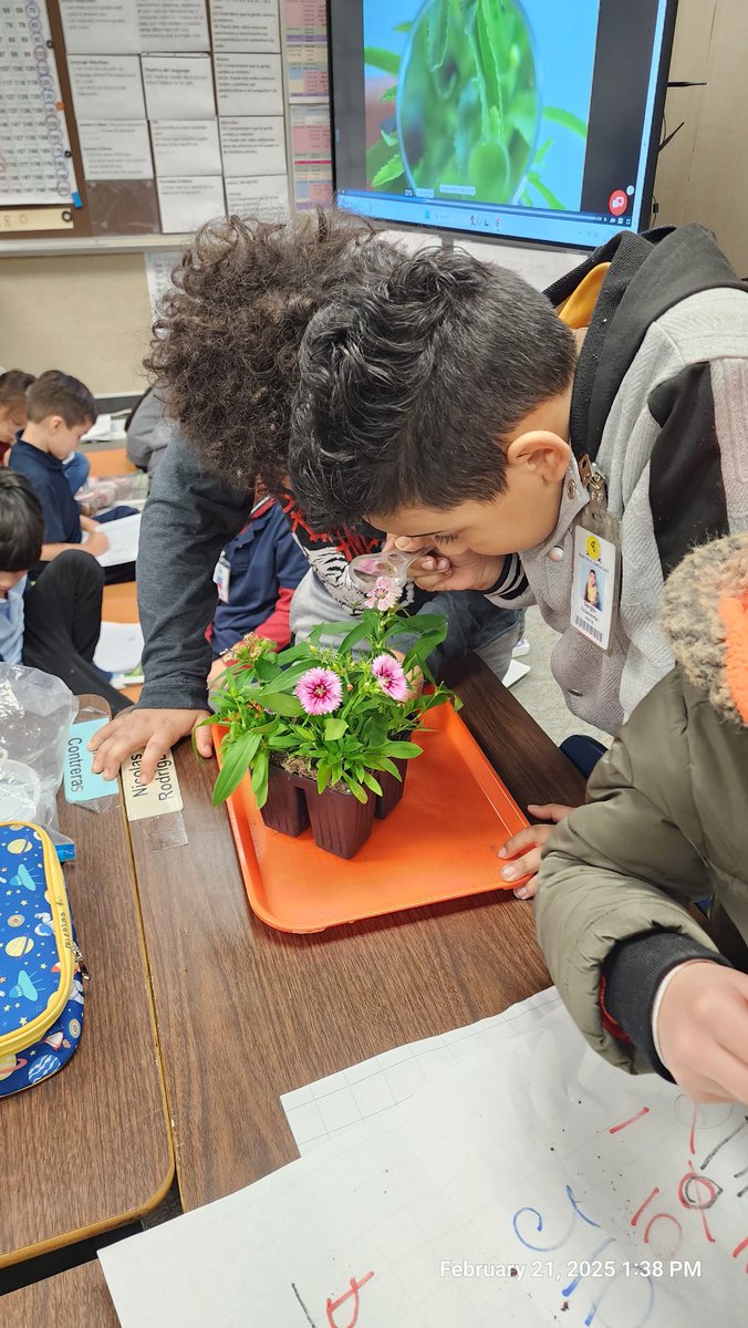 Carmen Guardia (@carmenguardia66) on Twitter photo Second Grade students are exploring and gaining knowledge about the plant's structure.
<a href="/AliefScience/">Alief Science</a>
<a href="/CarmenGuardia66/">Carmen Guardia</a> <a href="/heatherturner70/">Heather Turner</a> <a href="/Martin_Mustangs/">Martin Elementary</a>
<a href="/mslazo2/">Ms. Lazo, M.Ed</a> <a href="/msvillafuerte_/">Ms.Villafuerte</a> Second Grade students are exploring and gaining knowledge about the plant's structure.
<a href="/AliefScience/">Alief Science</a>
<a href="/CarmenGuardia66/">Carmen Guardia</a> <a href="/heatherturner70/">Heather Turner</a> <a href="/Martin_Mustangs/">Martin Elementary</a>
<a href="/mslazo2/">Ms. Lazo, M.Ed</a> <a href="/msvillafuerte_/">Ms.Villafuerte</a>