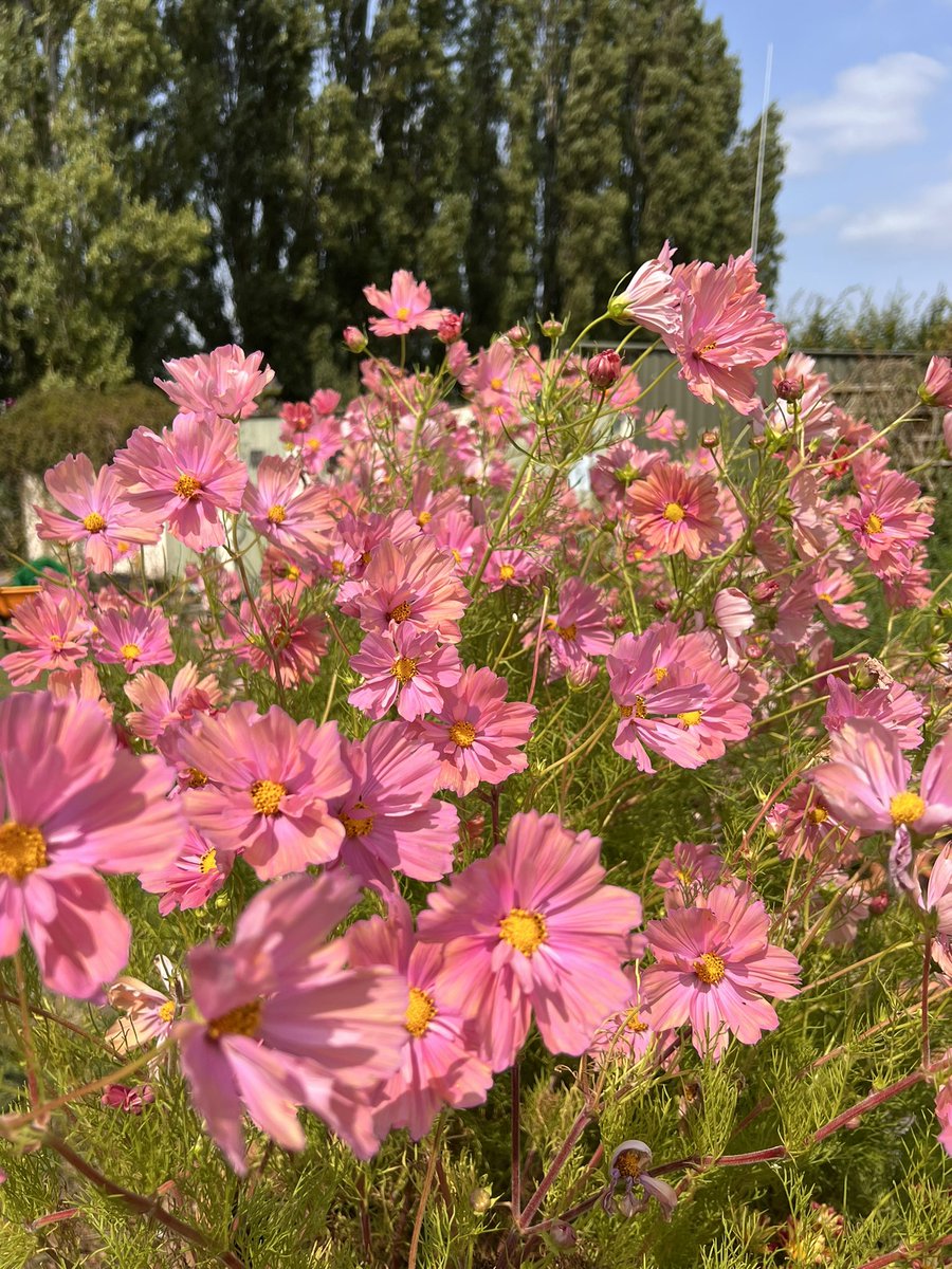 Time to buy your cosmos seeds!

britishcosmos.sumupstore.com

#GardenersWorld #pollinatorfriendly #cosmos #annuals