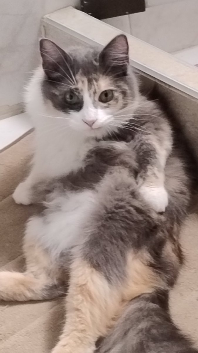 mikochan_dm2's tweet photo. No adopté un gato, adopté un meme con pelo y malas pulgas https://t.co/6C6I4ItZuV