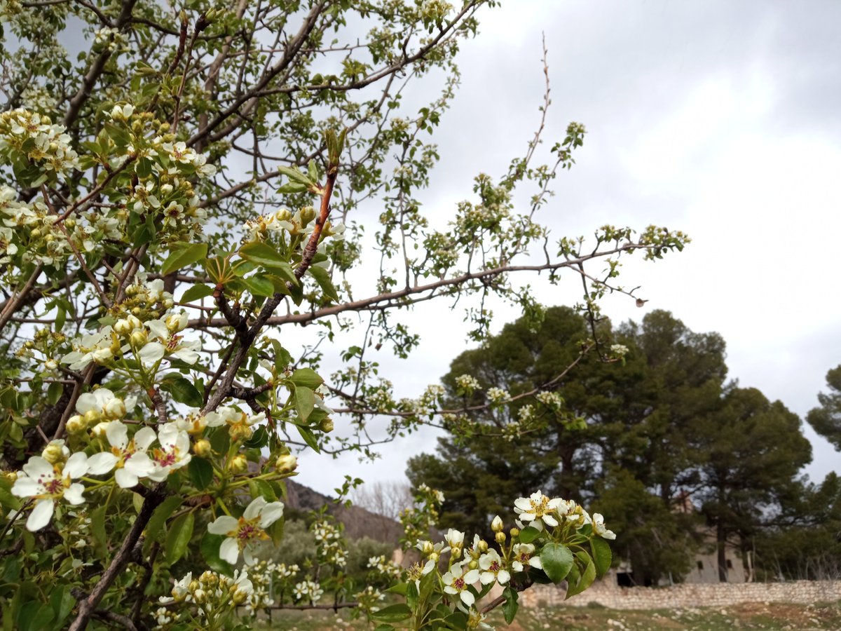 Va quedando muy poco para la llegada de la primavera a HSC. ¡Tic, tac, tic...! 🌸🌳 

#otiñar #haciendasantacristina #jaen #oleoturismo #atorimar #aove #olivartradicional #primavera #floracion #jovenesagricultores #mundorural