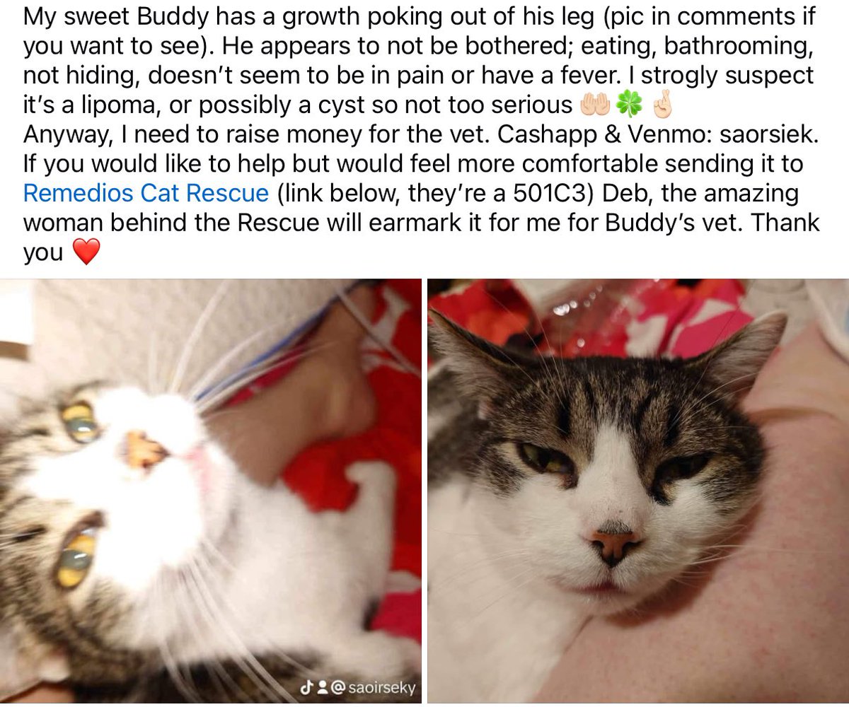 SaoirseKenney's tweet photo. OMG it never, ever ends. Please help if you can; #ShareOrDonate #HelpBuddy
#MutualAidRequest #SickKitty #DisabledComrade #HelpFolksLive2025
https://t.co/Xo6z2V0KGX https://t.co/xSZkbeM9vA