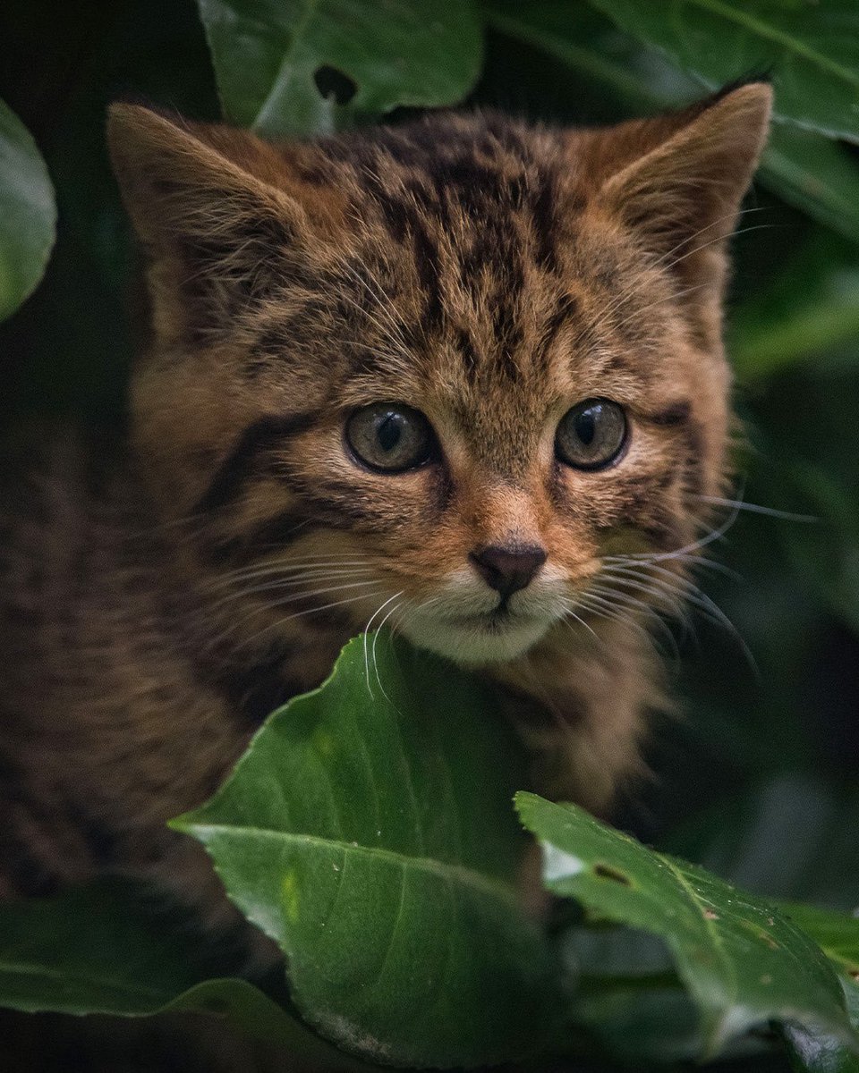 TheChesterZoo's tweet photo. We’re saving Britain’s RAREST mammal… The fiesty Scottish wildcat! 🐱 
Watch the amazing moment two critically endangered wildcat kittens, born in the wild, are spotted for the first time. It’s incredible to see these fierce, fluffy hunters now thriving 💚 https://t.co/jkzEtiLsx1