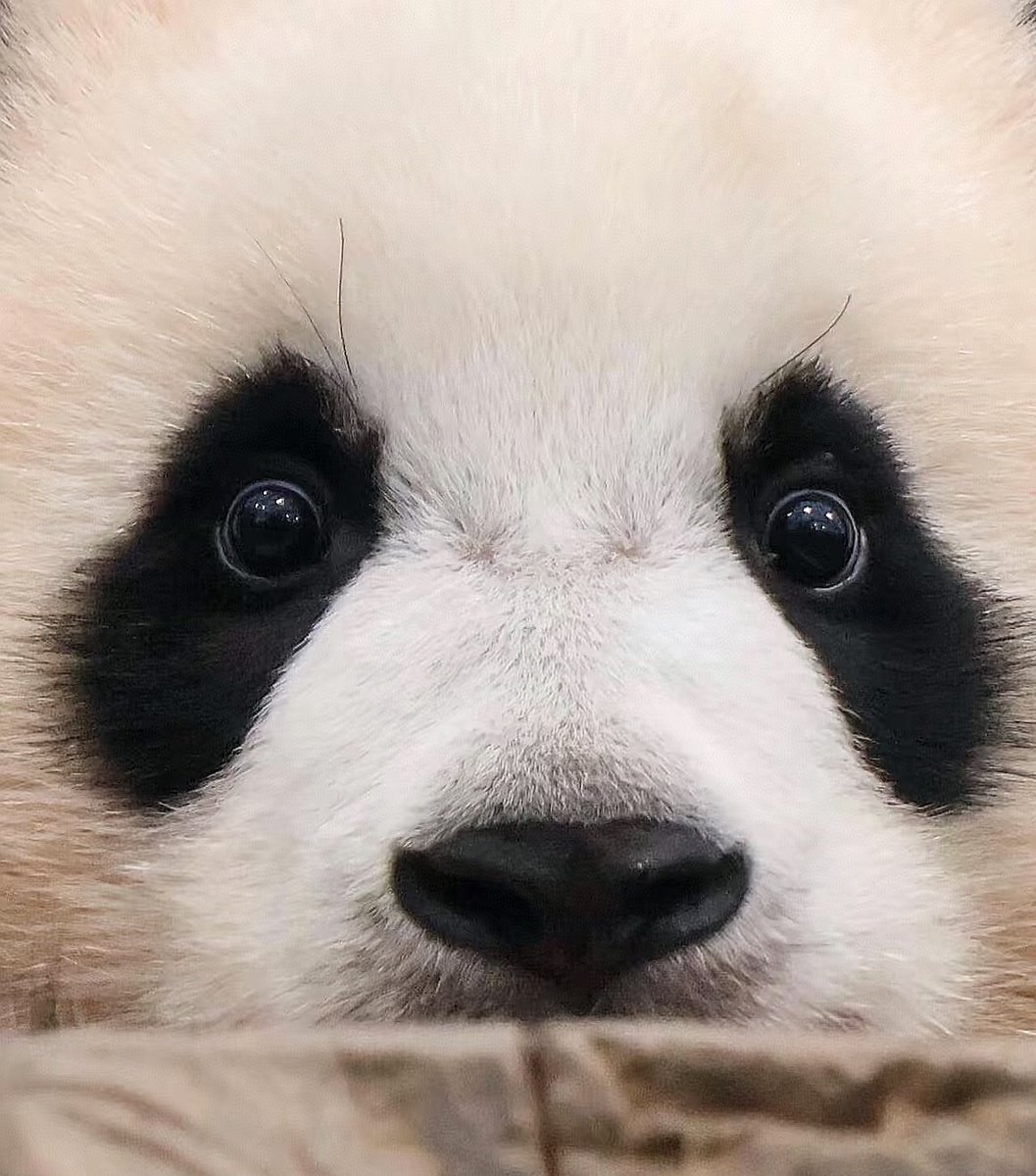 SpoxCHNinUS's tweet photo. Happy National Panda Day! 🐼🥰💞 @NationalZoo @DCPandaGirl #DCPanda #panda #NationalPandaDay https://t.co/qrv40YjJeQ