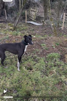 millypod1's tweet photo. 🆘15 MAR 2025 #Lost FLY #ScanMe
YOUNG Black & White Lurcher Female
Wadworth Wood, Long Gate Road #Doncaster #DN11
#Wadworth #SouthYorkshire #Yorkshire
https://t.co/NREEgNqVjA https://t.co/gUSwT4pTDK