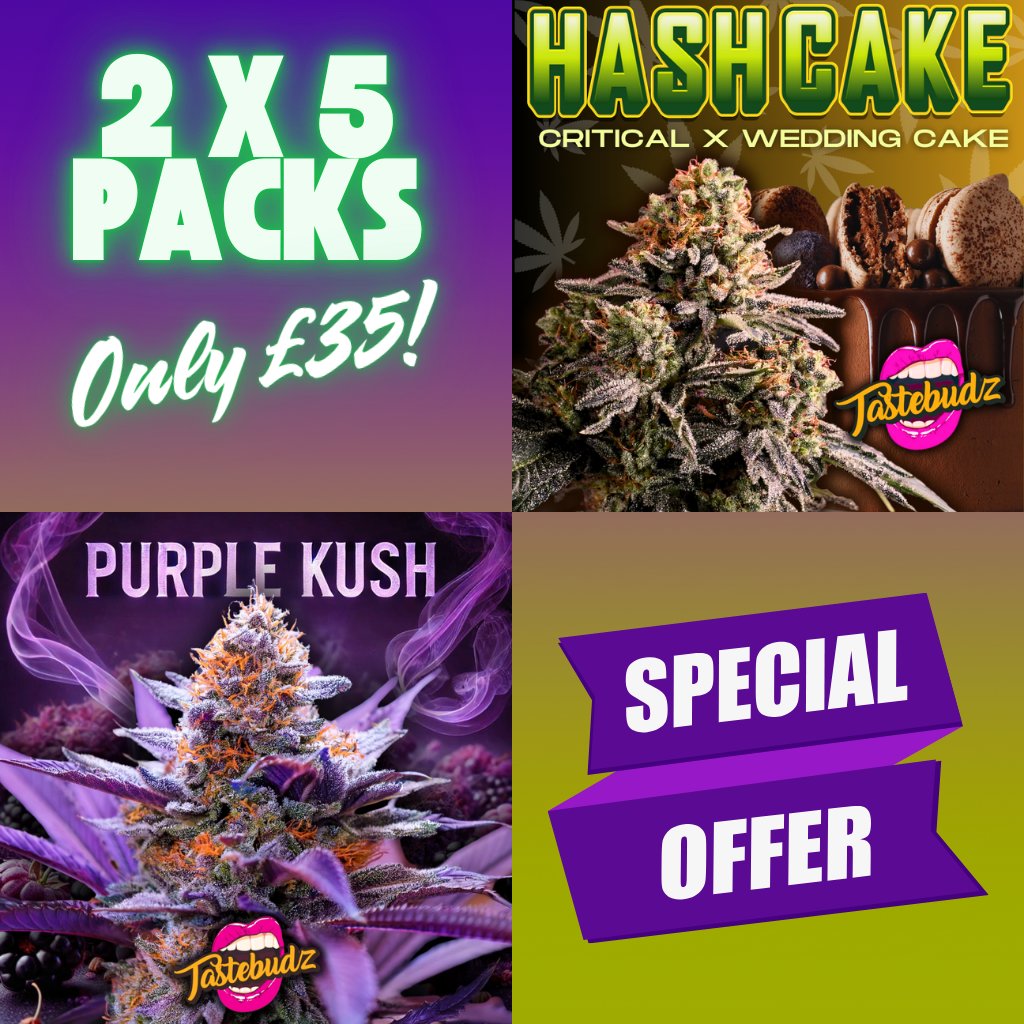 TastebudzSeeds's tweet photo. 🔥 Limited-Time Promo! 🔥
5 Hash Cake + 5 Purple Kush Feminized Seeds for only £35!
😱
A powerhouse combo of flavor, potency & legendary genetics! Grab yours now at https://t.co/WbIm20Iwfp
#TastebudzGenetics
#FreeSeeds
#HashCake
#PurpleKush
#GrowYourOwn https://t.co/ygtQrPWxll
