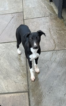 millypod1's tweet photo. 🆘15 MAR 2025 #Lost FLY #ScanMe
YOUNG Black & White Lurcher Female
Wadworth Wood, Long Gate Road #Doncaster #DN11
#Wadworth #SouthYorkshire #Yorkshire
https://t.co/NREEgNqVjA https://t.co/gUSwT4pTDK