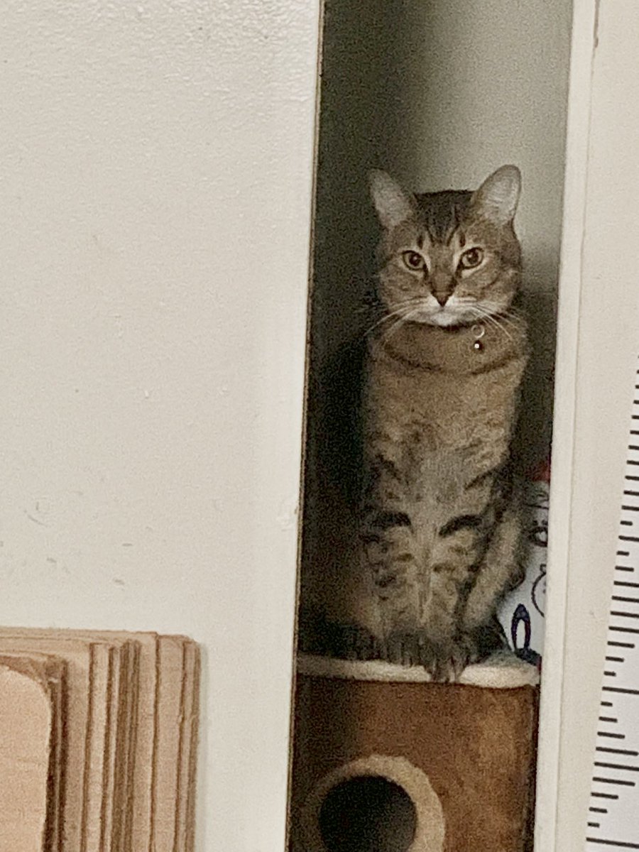 Toro’s Dream Interpretation 🐱
Photo credits: Susan Herbert’s one of her cat paintings and my Toro #Caturday #Cat