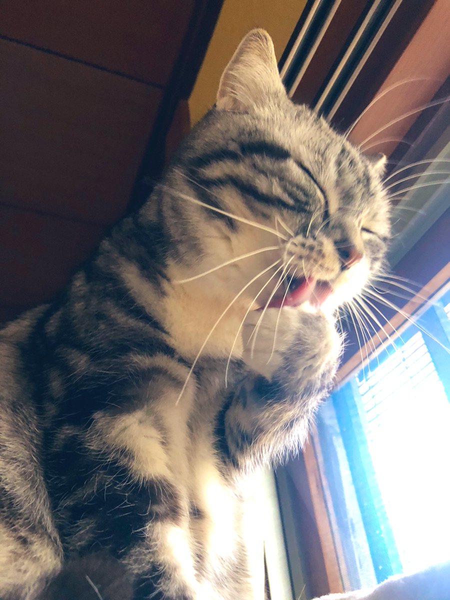 Mos_PhlogoZ's tweet photo. おはようございますにゃ💛

今日花粉ましな気がする☺️🐱

今週もゆるゆるがんばりますにゃ🍀

#猫好きさんと繋がりたい
#猫のいる暮らし
#cat
#ねこ https://t.co/80o5gpOciR