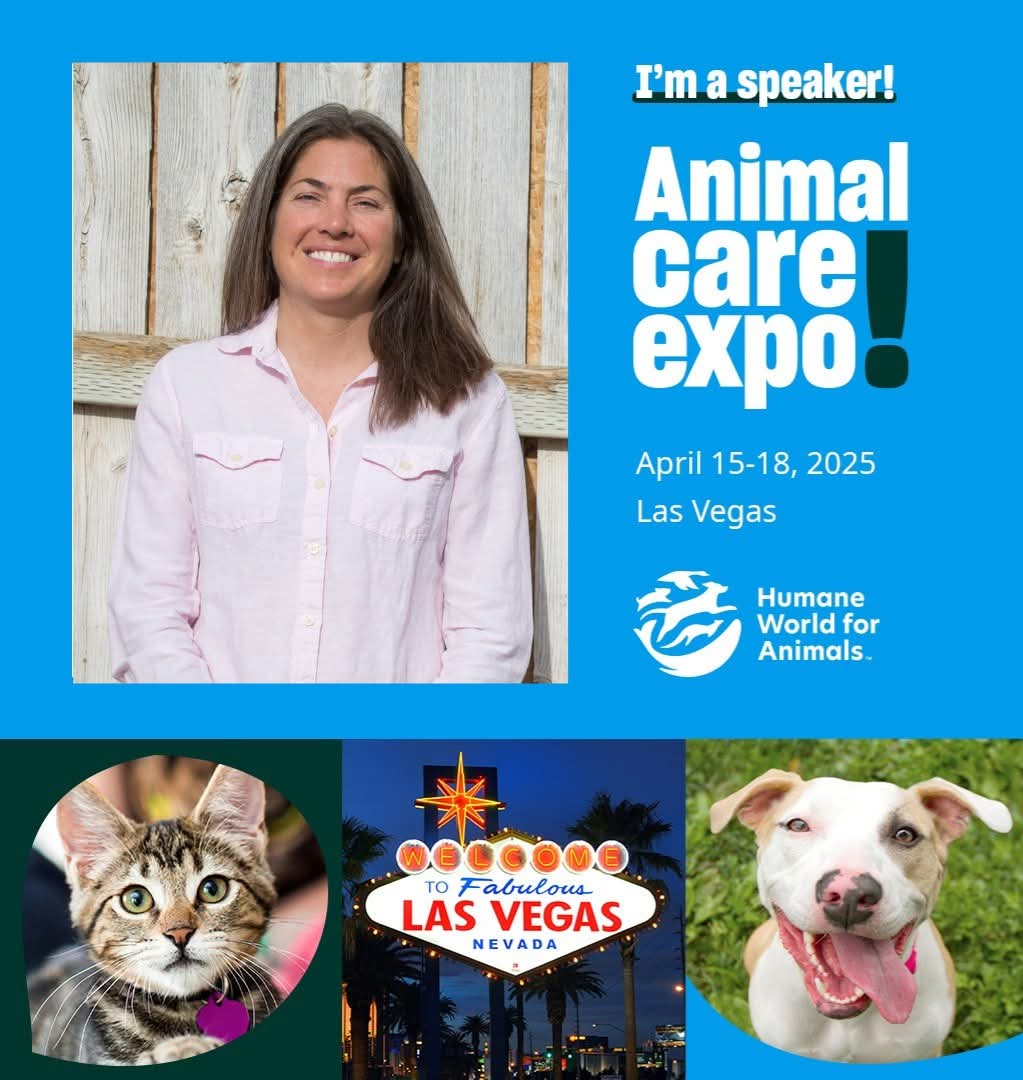 grants4animals's tweet photo. I’m thrilled to announce that I’ll be speaking at Animal Care Expo in Las Vegas from April 15–18! 🐾

👉 Are you headed to the conference? Let's connect. See you in Vegas! 🌟

#AnimalCareExpo #AnimalWelfare #GrantWriting #NonprofitSuccess @humaneworldorg https://t.co/XDA2ZOQR2Y