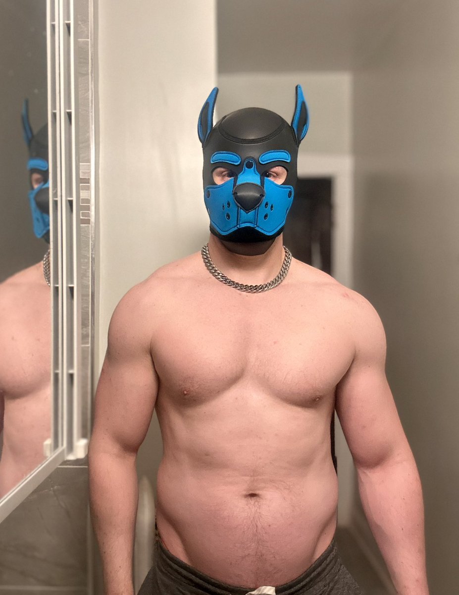 pupblitz94's tweet photo. Hood finally came in! Ready to be a good boy 🐶 

#pup #goodboy https://t.co/IEvTelnxNt