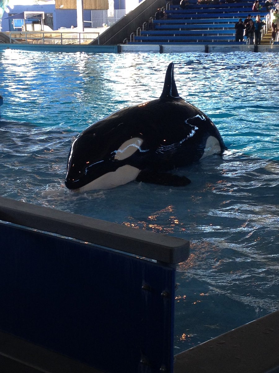 wandervisions's tweet photo. SeaWorld San Antonio 2013 Orcas show. They no longer have orca shows. #shamu #SanAntonio #Beautiful #Animal #Whale https://t.co/9k6v1ioyL3
