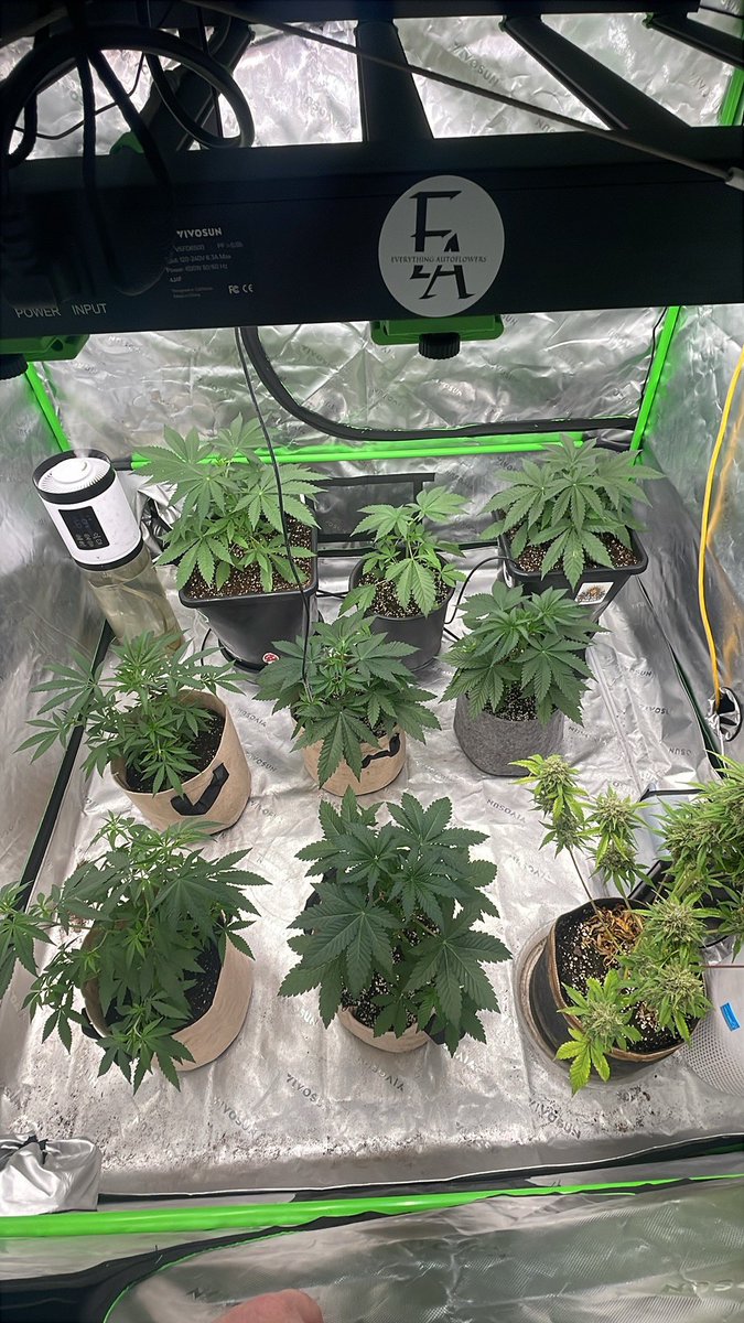 RedboneDemo's tweet image. Little update on the gardens! ROC bud Inc autos in the 4x4 all about to be flowering.  5x5 has 4 roc bud photos 1 Sofem and then 3 skunk really works and an auto finishing up that got pollinated. Have autos in the 3x3 that I’m breeding as well. Feels good to see mostly green…