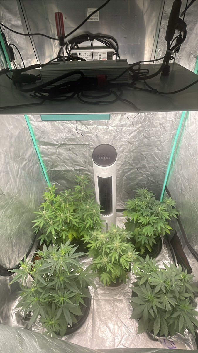 RedboneDemo's tweet image. Little update on the gardens! ROC bud Inc autos in the 4x4 all about to be flowering.  5x5 has 4 roc bud photos 1 Sofem and then 3 skunk really works and an auto finishing up that got pollinated. Have autos in the 3x3 that I’m breeding as well. Feels good to see mostly green…