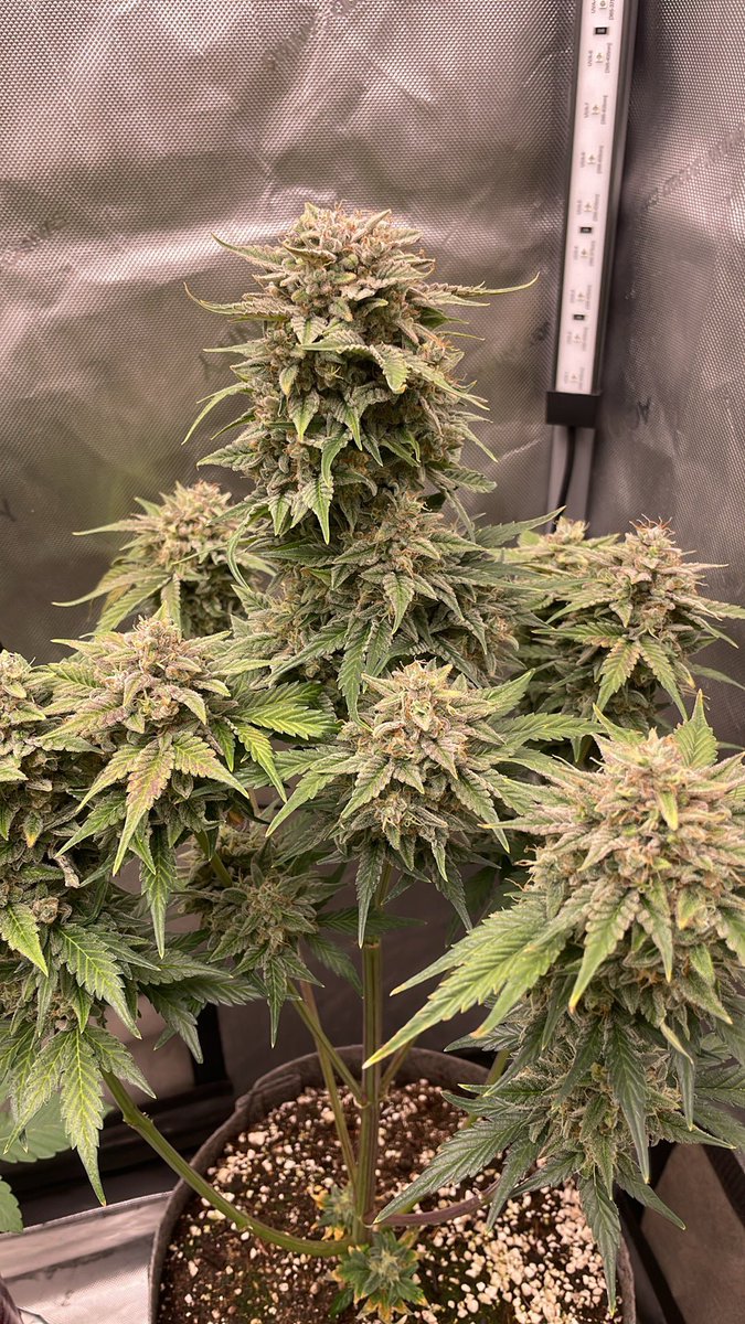 RedboneDemo's tweet image. Little update on the gardens! ROC bud Inc autos in the 4x4 all about to be flowering.  5x5 has 4 roc bud photos 1 Sofem and then 3 skunk really works and an auto finishing up that got pollinated. Have autos in the 3x3 that I’m breeding as well. Feels good to see mostly green…