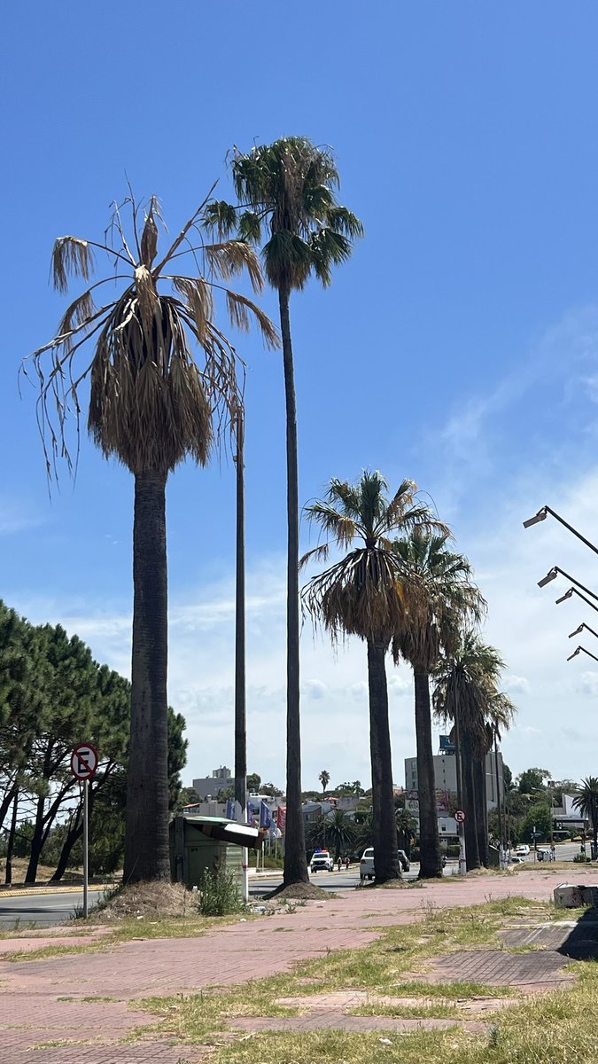 endopalm's tweet photo. Attention owners of Washingtonia spp. The Red Palm Weevil (RPW) is attacking these tremendous palm trees in Uruguay.  

#rhynchophorusferrugineus https://t.co/delq5TqxDm