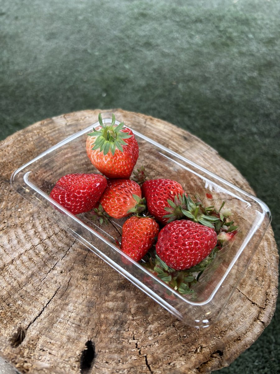 whiterush_'s tweet photo. おはようございます✨
昨日は雨でしたがいちご狩りにいってきました🍓
今週も1週間頑張りましょう☺︎ https://t.co/9MzpxCj2t9