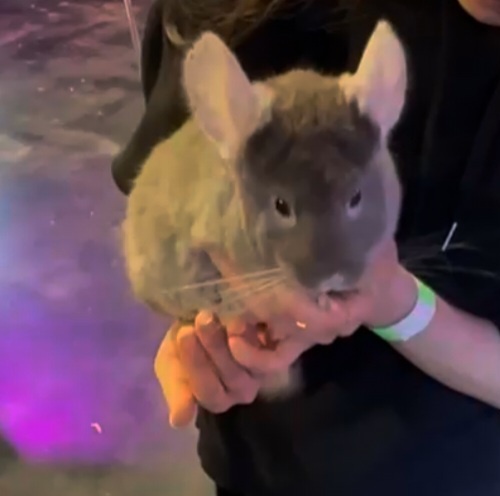 printone_jp's tweet image. 안녕하세요 #ワンプリント 窪谷です！
週末 #ホンデ の動物カフェ #TABLEA で
初 ＃チンチラ をもふもふしてきました(*ﾉˊᗜˋ*)ﾉ🩷
最近チンチラにハマり、
どうしても会いたくて探しました🩷
可愛すぎて固まりました(_Д_*)
#企業公式が朝の挨拶を言い合う
#企業公式相互フォロー
#フォロバ100 #KPOP