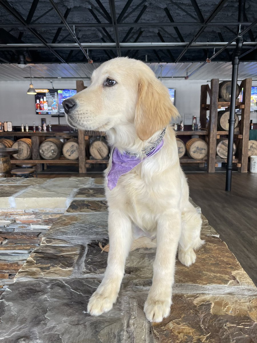 ForgotnCoastK9's tweet photo. Sarge on a return trip and Liberty with her first! Always a great time with the amazing family at @jmattingly1845. 

Our next whiskey is in April! Stay tuned, proceeds benefit our veterans and first responders.

Changing lives. Saving lives. You are not forgotten. https://t.co/8HclHUBptL