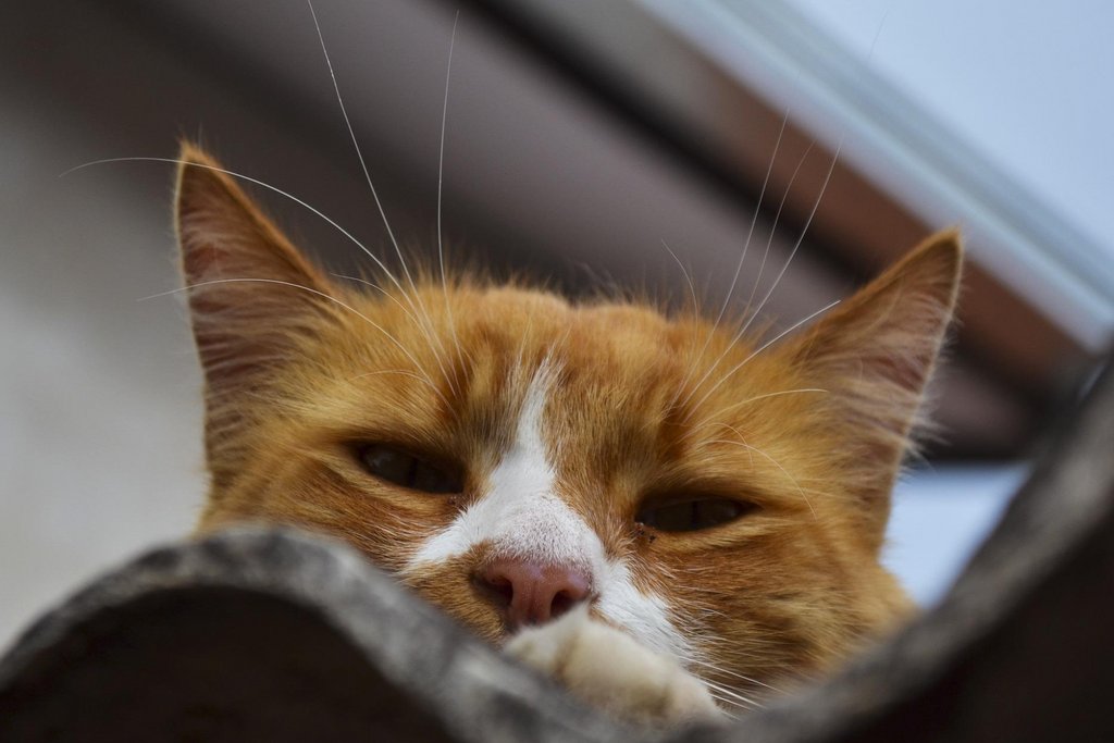 Don't let your cat join the Lonely Hearts Club. tinyurl.com/5y7ak5ma