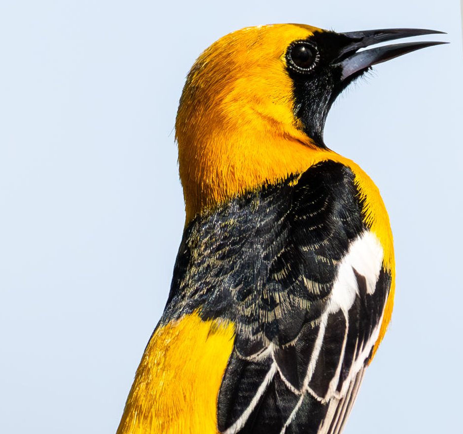 GeronimoTravel's tweet photo. Hooded Orioles have a sweet, chattering song and are frequent visitors to nectar feeders, enjoying a sugary sip alongside hummingbirds. Found in the southwestern U.S. and Mexico, they bring a splash of sunshine wherever they go! 🌞🐦#Phoenix #birdphotography #NaturePhotography https://t.co/VbvlT5nHKf