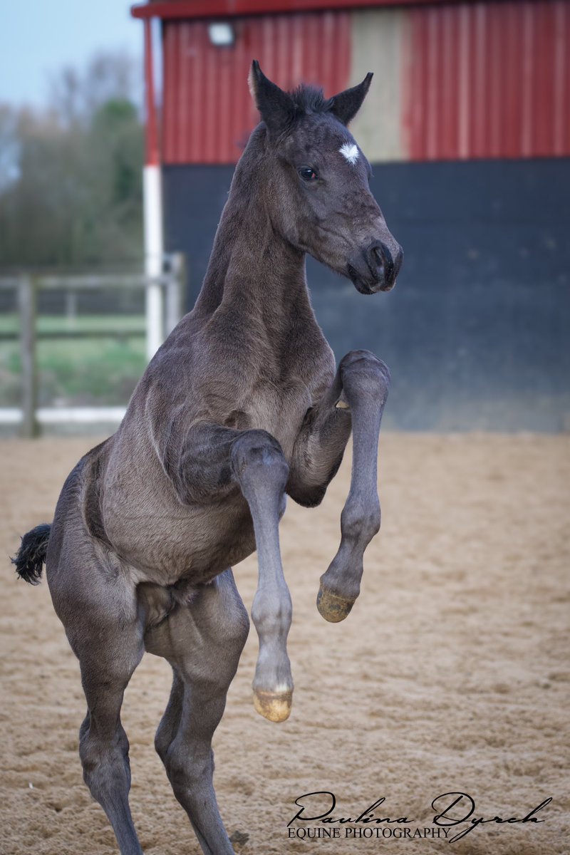 paulad1986's tweet photo. Foals 😍 https://t.co/3nXfPEC7UO