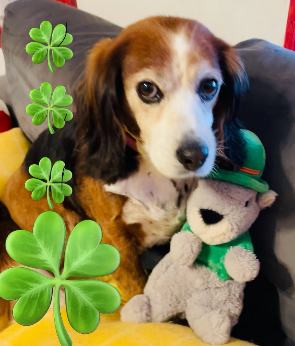 Maxxann (@maxxann) on Twitter photo Lilyrose is ready for her corned beef 🍀🍀<a href="/AndyBiography/">Andy Gibb Biography</a> <a href="/DanaBak50247388/">D Bakinson</a> <a href="/coleman_peanut/">Peanut Coleman</a> <a href="/dvesean/">Sean Mcdowell</a> <a href="/JosephHansell/">Joseph Hansell</a> <a href="/KirseThomas/">Thomas Kirse</a> <a href="/DublinAirport/">Dublin Airport</a> Lilyrose is ready for her corned beef 🍀🍀<a href="/AndyBiography/">Andy Gibb Biography</a> <a href="/DanaBak50247388/">D Bakinson</a> <a href="/coleman_peanut/">Peanut Coleman</a> <a href="/dvesean/">Sean Mcdowell</a> <a href="/JosephHansell/">Joseph Hansell</a> <a href="/KirseThomas/">Thomas Kirse</a> <a href="/DublinAirport/">Dublin Airport</a>