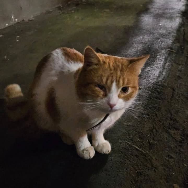 Москва 🆘🆘🆘
У этого белого-рыжего котика умер хозяин, и его выбросили на улицу.
Кот добрый, людей не боится, спокойный, дает себя гладить. Совсем не уличный и ему опасно оставаться на улице, за себя он постоять не может.
Уже кто-то успел повредить ему глаз.
+79684896365 Ольга