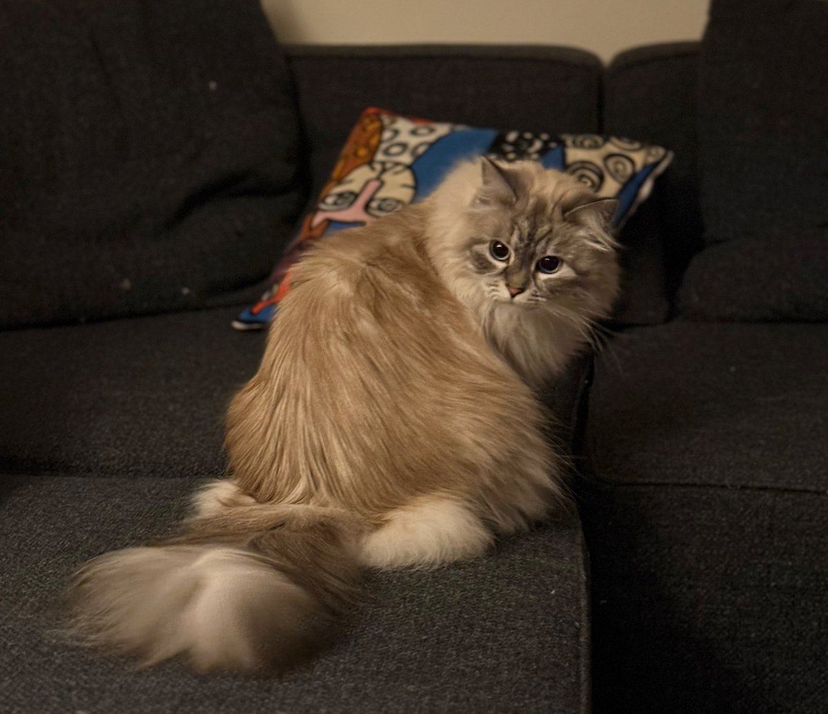 dima.eth tweet media