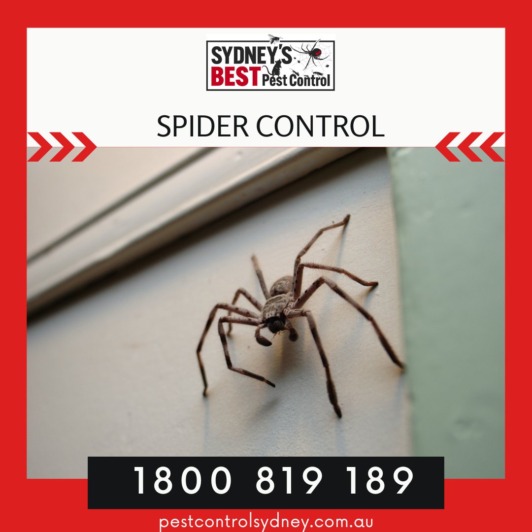 sbpestcontrol's tweet image. RESIDENTIAL PEST CONTROL SERVICES

Sydneys Best Pest Control can help eradicate all of your household pests.

Phone: 1800 819 189
Web: bit.ly/2YJKKjn 

#pestcontrol #pestcontrolsydney #sydneypestcontrol #rats #mice #ants #bedbugs #spiders #huntsman # ticks #bugs #ins ...
