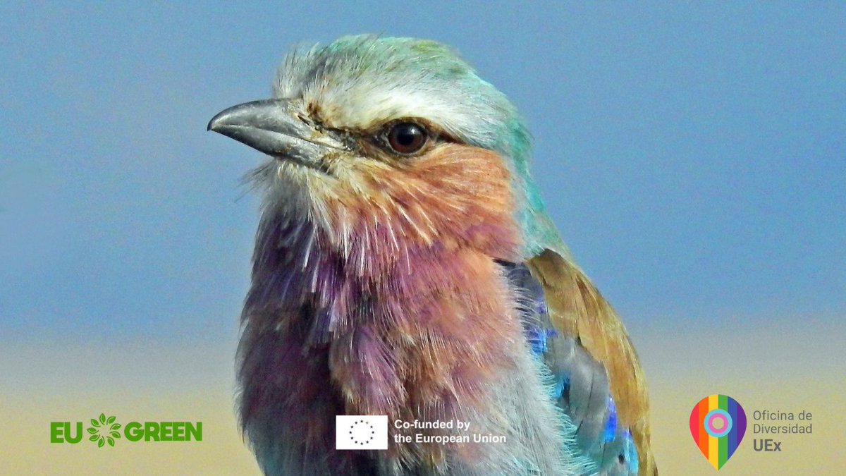 ¡La @infoUEx te invita a fotografiar la diversidad!

🥇 1 premio: Material fotográfico por 300€
🥈 2 premio: Material fotográfico por 200€
🥉 3 premio: Material fotográfico por 100€

Fecha tope 27 abril 2025 

Envío fotos 👉 forms.office.com/e/YEKaCkuK2D

#Diversidad #EUGREEN #LGBTI