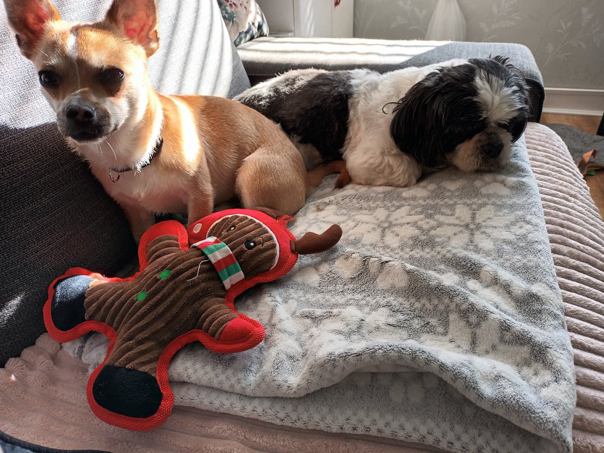 <a href="/PalsPorch/">PalsPorch❤️#PalsPorch</a> 🤣 thats me i likes to annoy paddy when hes tryin to nap #palsporch