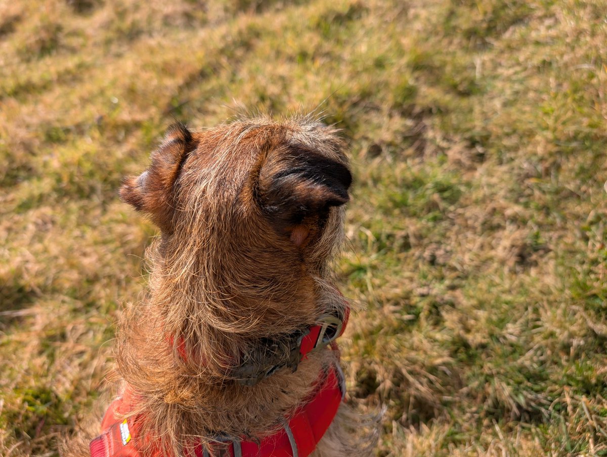 Mollythebt's tweet photo. Apparently we only had ourselves to blame pfft #dogsforfoxpoo #dogsagainstbaths #BTposse https://t.co/EuW1RLQU2e