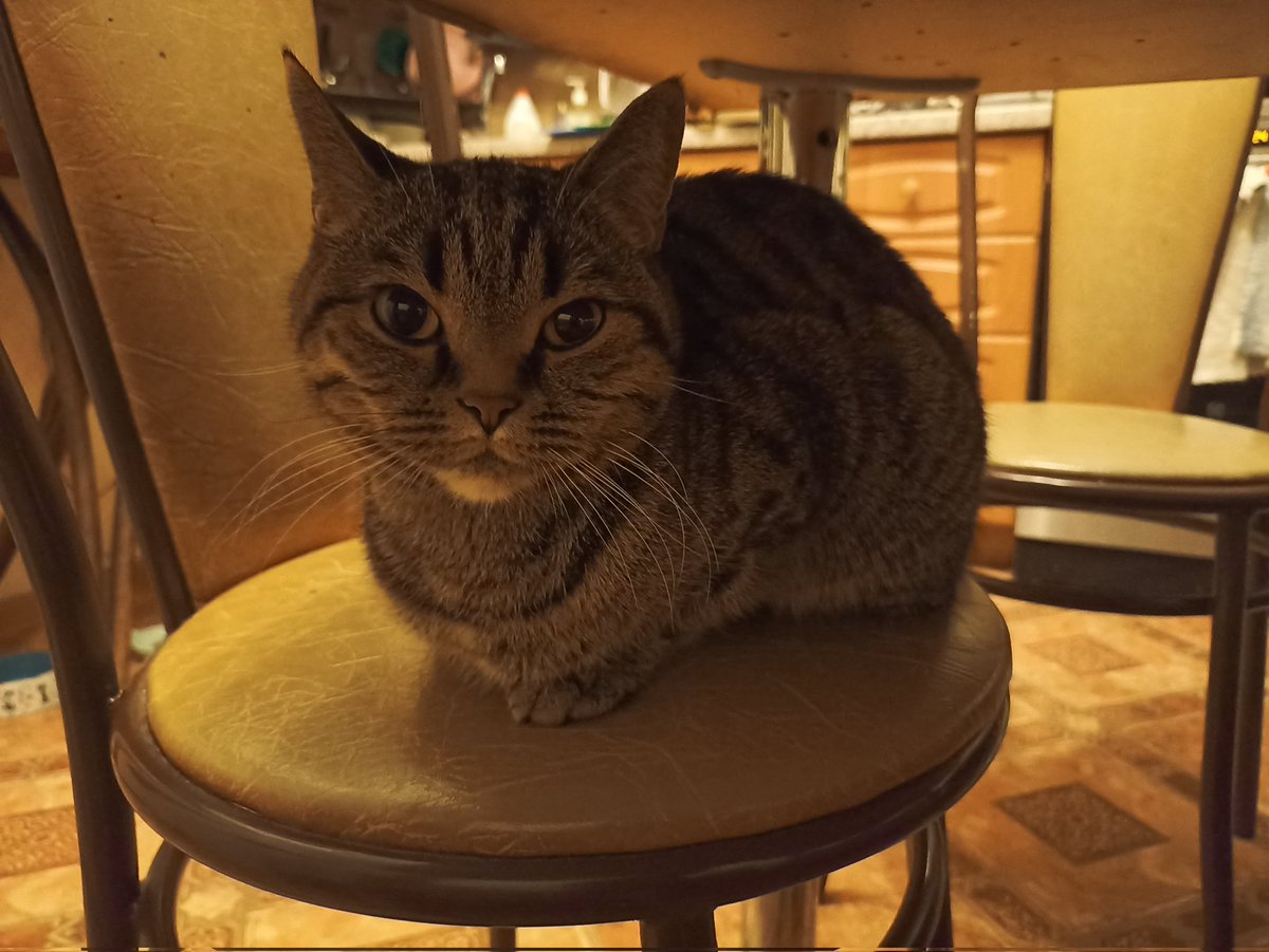 Просто сижу. 
На стол не пустили. 
Буду сверлить взглядом из-под него :) 

Отмуркиваюсь
Ваша Кася