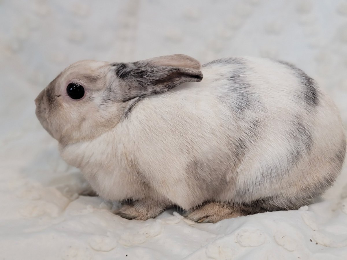 eastvalleybun's tweet photo. My friends at North Central Animal Shelter have a small sable colored beauty named Pebbles. She is so adorable! She is the perfect size &amp; beautiful! Call 1-888-452-7381 #adopt https://t.co/UeU3rB4F0O