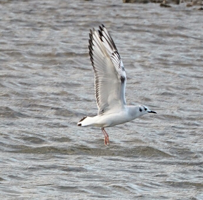 colin gittins tweet media