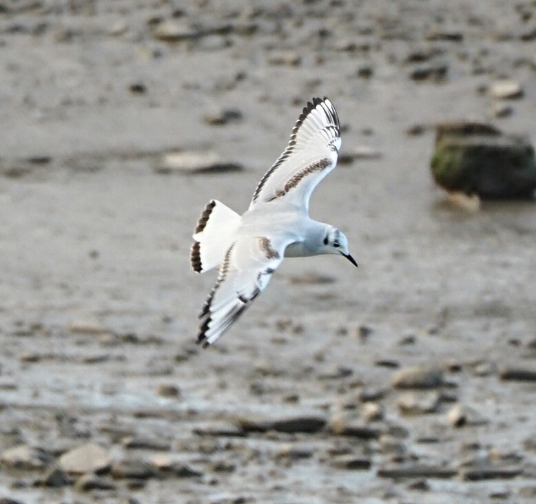 colin gittins tweet media