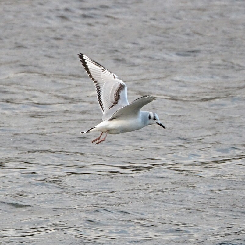 colin gittins tweet media