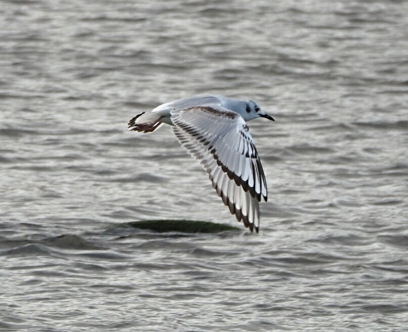 colin gittins tweet media